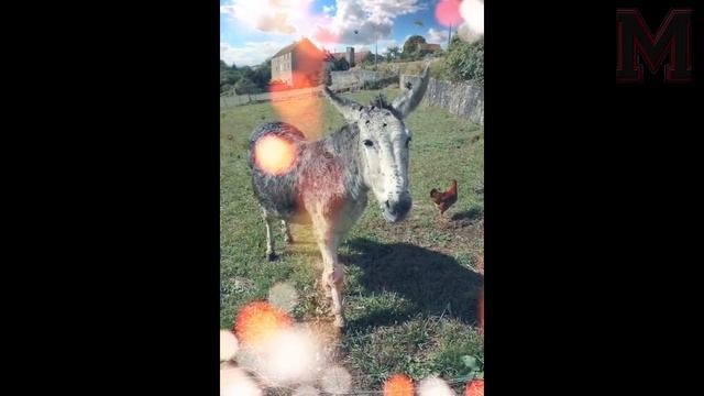 АЛЛОҲ МЎЖИЗАСИ ЭШАК БИЛАН СОДИР БЎЛАР ЭКАН ХАР КУНИ смотреть онлайн
