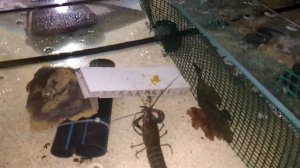 Разведение австралийского красноклешневого рака АККР часть 3, кормление рака морковью