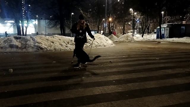 Танцы с собакой. Почему бы и нет :) смотреть онлайн