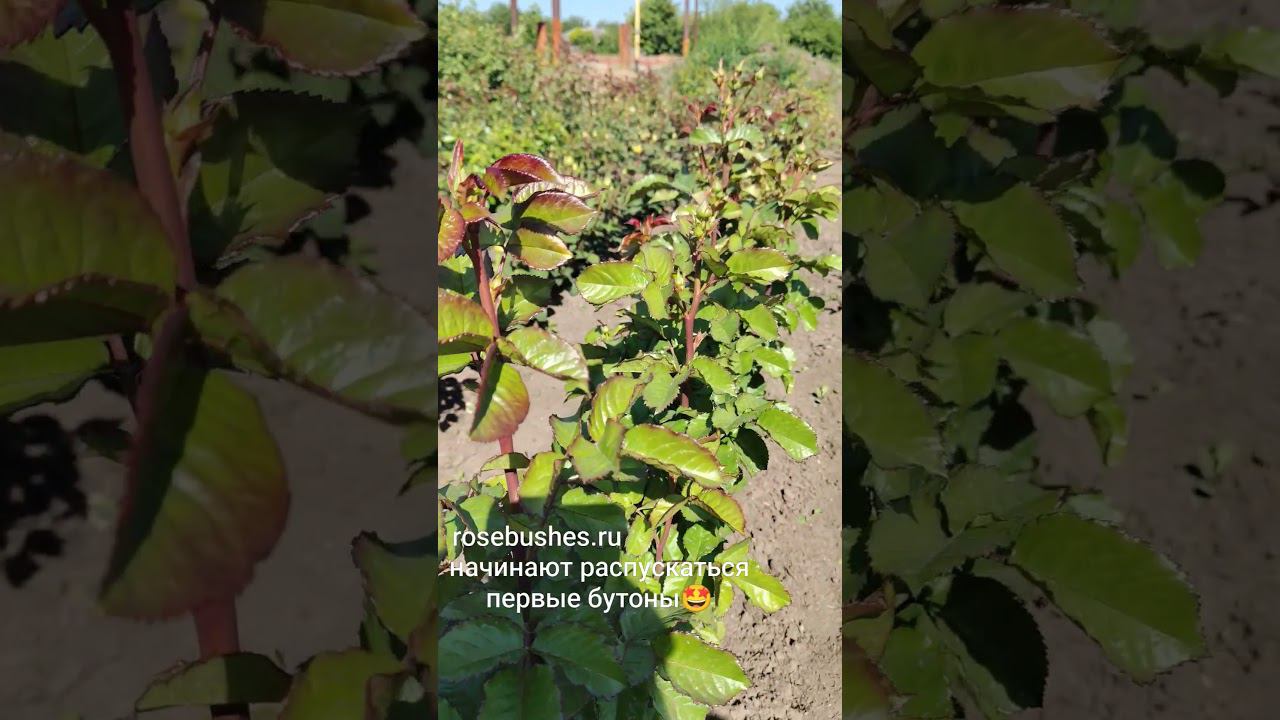 ЛПХ "Розы Бушес". КсенияПредлагаю свой ассортимент саженцев роз Сайт каталог: RoseBushes.ru смотреть онлайн