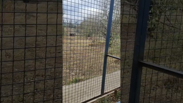 Как себя чувствует херсонская волчица смотреть онлайн