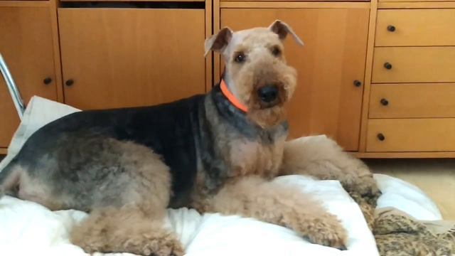 DOG VLOG: Собака графа и принцессы, прощай наш вокзал