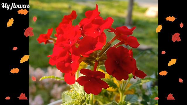 Цвітіння моїх квітів з весни до осені.Фотопідбірка 2023 рік смотреть онлайн