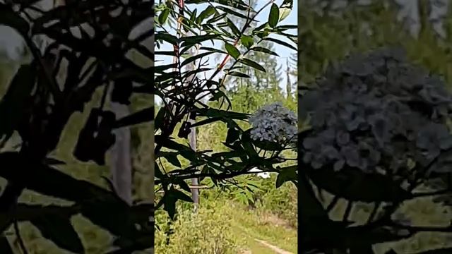 Рябинка зацвела на даче. 2019г. смотреть онлайн