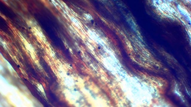 Gerbera daisy wilted petal (Gerbera jamesonii) - color does not matter (used to be pink I think). смотреть онлайн