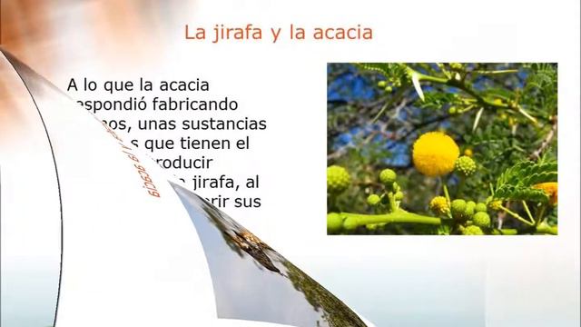 La Jirafa y la Acacia - Función y estructura смотреть онлайн