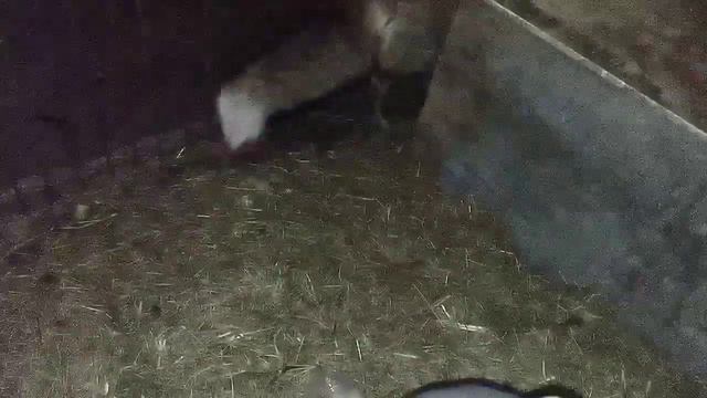 297. Маркиза - дневник приручения дикой лисы, зашёл котик, стал искать куда лиса спрятала мышь. смотреть онлайн