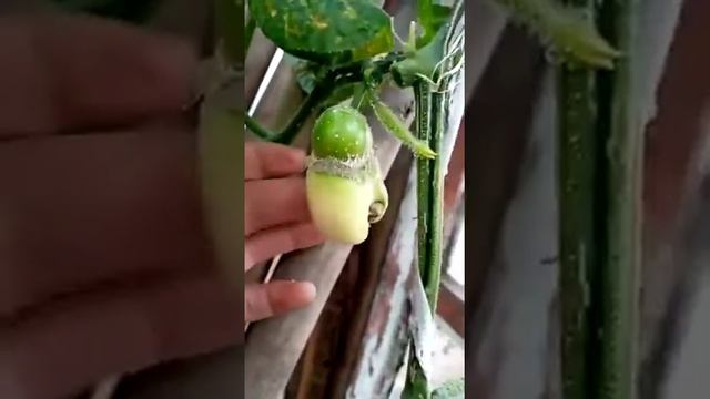 Вопрос дачникам24 сентября 2020 г. смотреть онлайн