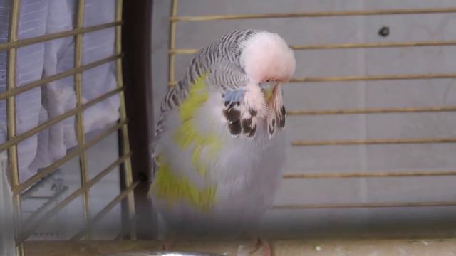 Выставочные волнистые попугаи, самка мозаик смотреть онлайн