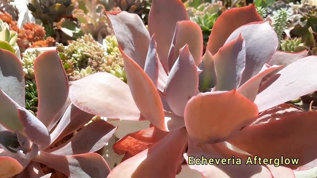 Echeveria Afterglow. Эхеверия Афтерглоу. Особенности вида.