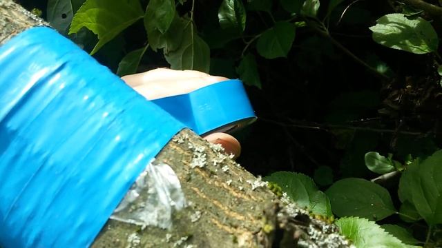 Размножение яблони под кору летом.Размножение плодовых деревьев.Приспособление для черенков смотреть онлайн