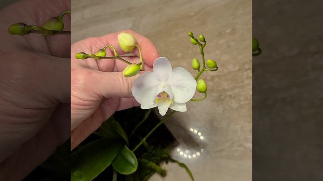A Wild Phaenopsis. Phalaenopsis Aphrodite Var. Formosana