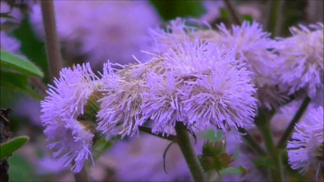 Осенние цветы. Екатерининский парк Царского Села. смотреть онлайн