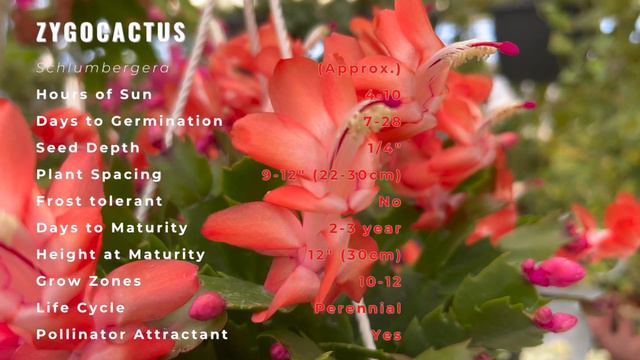 ZYGOCACTUS "CHRISTMAS CACTUS" Information and Growing Tips! (Schlumbergera) смотреть онлайн