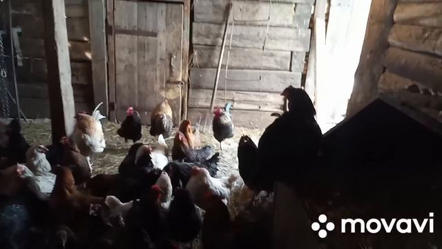 3день Пасхи//управилась в стайке//18 апреля 2023 г. смотреть онлайн
