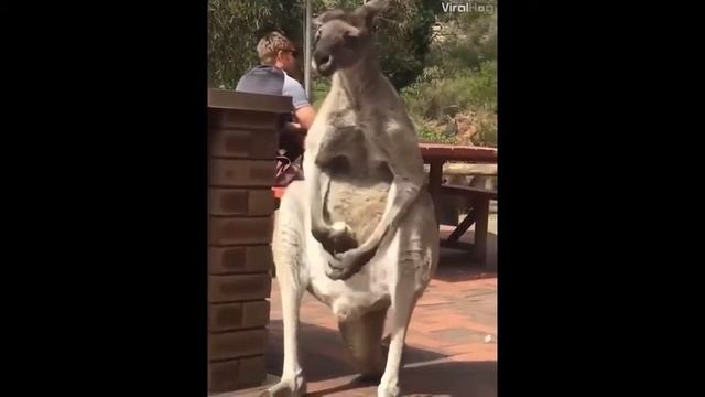 Вышел на крыльцо почесать яйцо смотреть онлайн