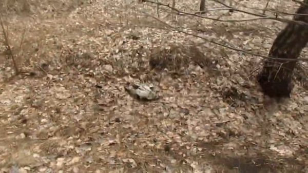 Нашел логово Чупакабры, черепа животных 2\3 Chupacabra lair