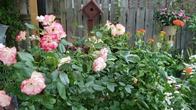 How I Transform My Perennial Flower Garden | Four Seasons Garden Journey смотреть онлайн
