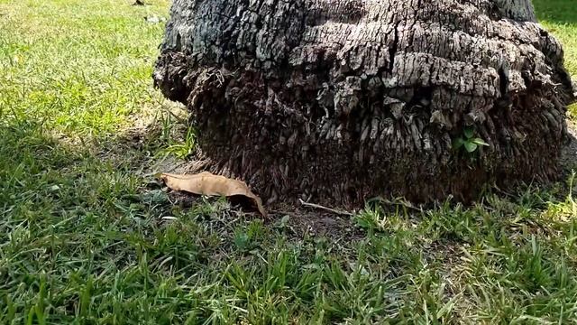 Dell precision m5520 workstation смотреть онлайн