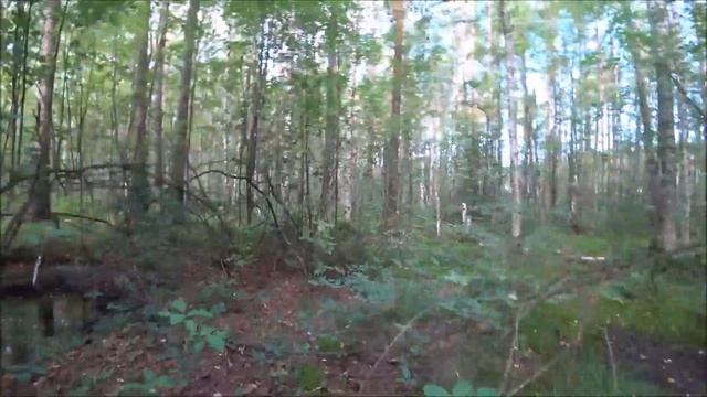 62. Срезать или выкручивать грибы? Снова по грибы с сыном, удачный поход... смотреть онлайн