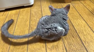 Милий домашний Зверёк Галаго