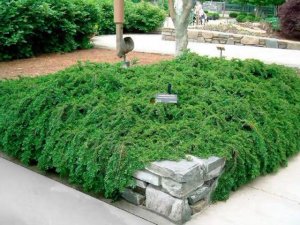 Плюсы кизильника горизонтального и его применение в ландшафтном дизайне