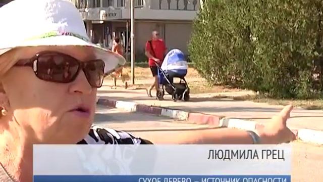 Сухое дерево — источник опасности