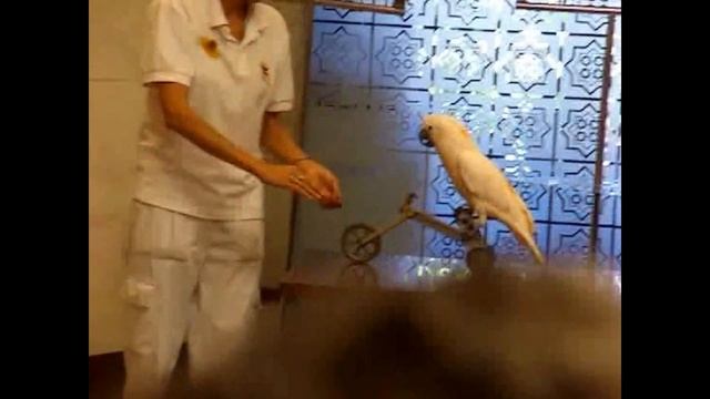 ?? Лоро Парк (Loro Parque) на Тенерифе . Шоу попугаев ? смотреть онлайн