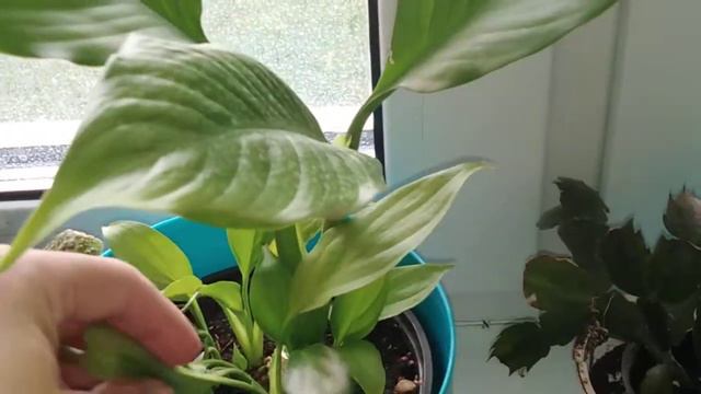 Цветочные новости с подоконника. Сенполии. Эписции. Антуриум. 16. 10.2020 года. 🌦️🌧️☁️. Плюс 10. смотреть онлайн