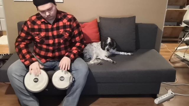 Meinl marathon bongos with LP snare enhancer смотреть онлайн