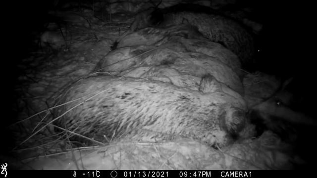 Диких кабанов засыпало снегом. А вдруг они погибнут? смотреть онлайн