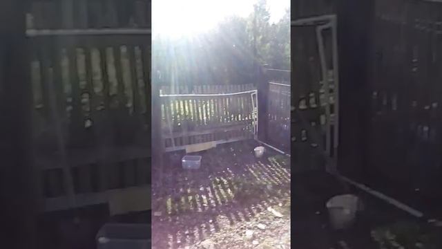 то есть свой дом я снимала своих щенков смотреть онлайн