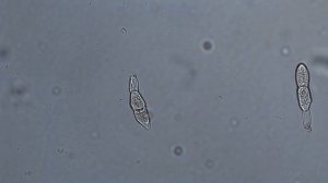 Белая ржавчина хризантем (Puccinia horiana Henn.)