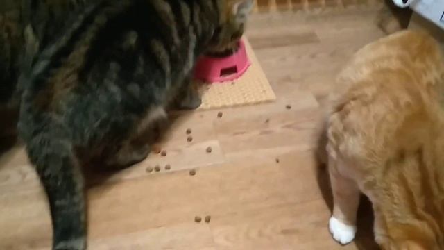 КОШКА ПОДАВИЛАСЬ СУХИМ КОРМОМ смотреть онлайн