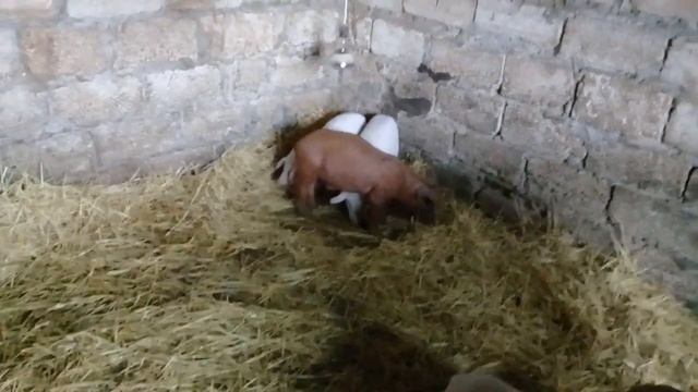 гранулы или размол. Размышляю чем луше кормить. смотреть онлайн