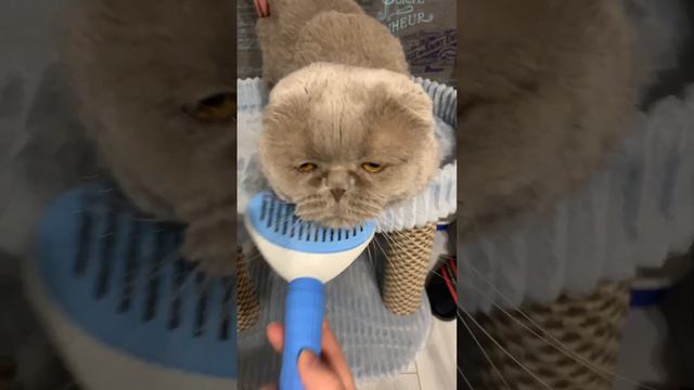 Сладкая булочка. Расчесываем котика 😽 смотреть онлайн