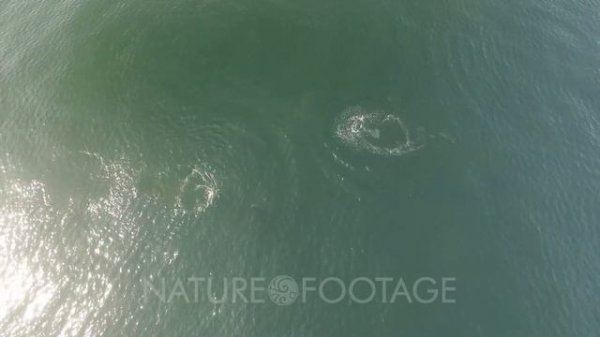 Orcas Orcinus Orca and Humpback Megaptera Novaeangliae Monterey California USA