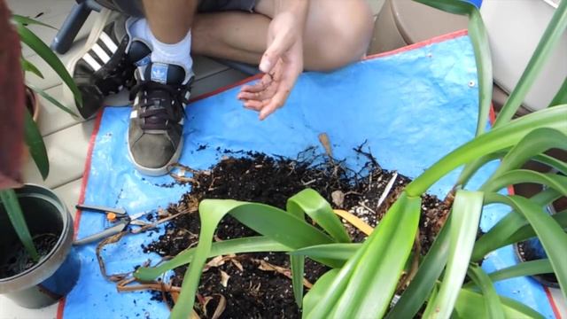 Preparing Amaryllis for Dormancy смотреть онлайн