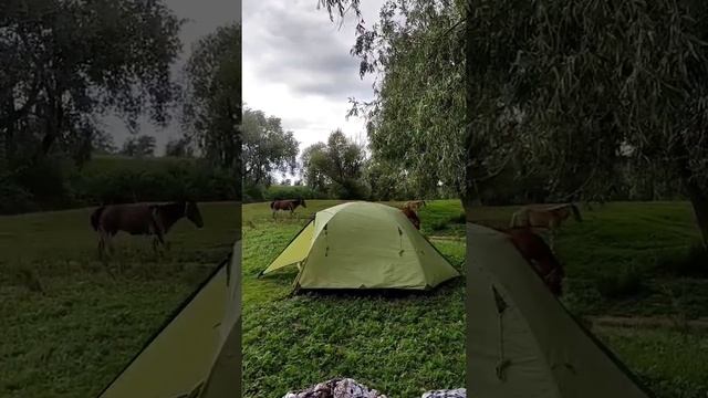 Кони в лагере #походы #путешествия #туризм #кони #животные смотреть онлайн