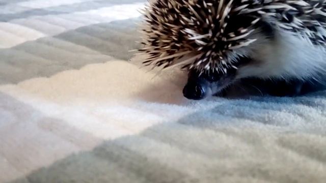 Карликовые африканские ёжики?Знакомство с моими ежами) смотреть онлайн