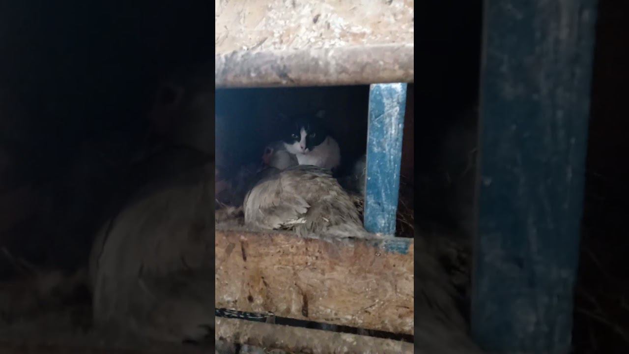 Дружба крепкая//Кот помогает утке высиживать утят смотреть онлайн