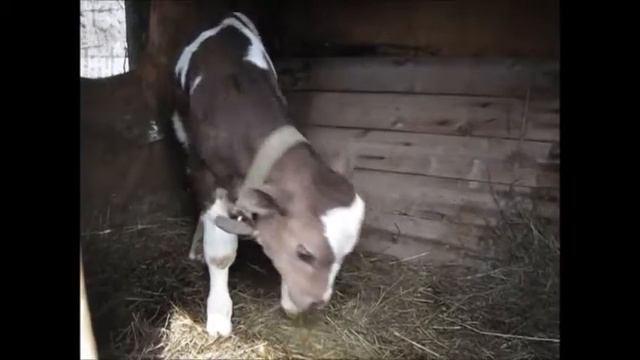 Выращиваем бычка интенсивно (1 часть)