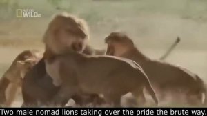 Два бродячих Льва самца завоевывают новое племя  с жестокостью(Two male lions taking over the pride