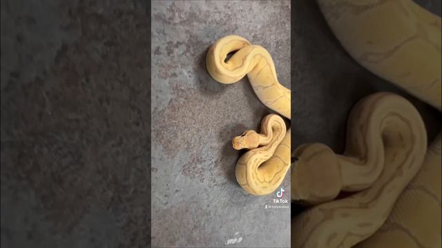What’s your favourite Royal python morph? смотреть онлайн