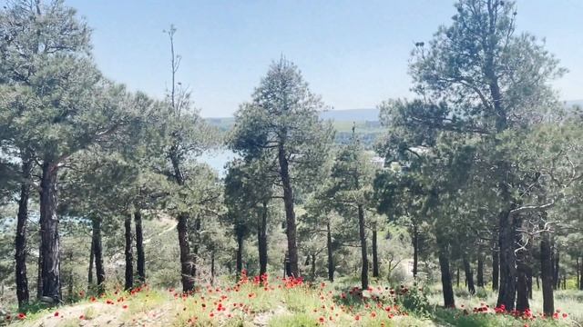 ГРУЗИНСКАЯ БЕЛОСНЕЖКА. ПОНЧИКИ И ПОТЕРЯННЫЙ ТЕЛЕФОН. СПАСИБО ГРУЗИЯ, МЫ ОБЯЗАТЕЛЬНО ВЕРНЕМСЯ смотреть онлайн