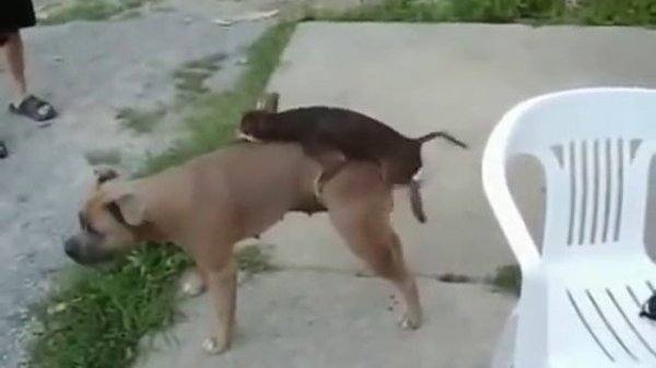 Собаки спариваются