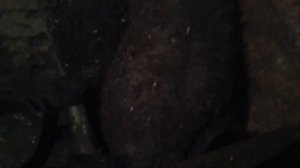 Кормление поросят-свиней в домашних условиях. Хлеб, комбикорм, мешанка.18.11.2019