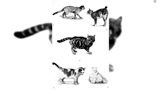 Manx. Pros and Cons, Price, How to choose, Facts, Care, History смотреть онлайн