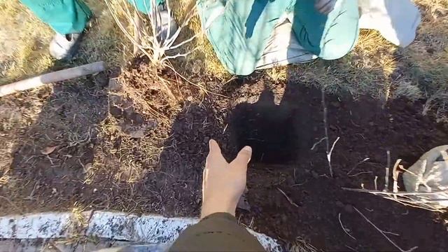 Посадка живой изгороди осенью. Кизильник блестящий смотреть онлайн