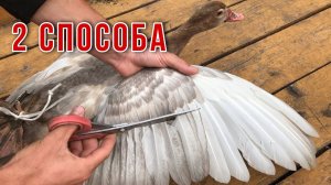 Как правильно подрезать крылья Мускусным уткам / Когда обрезать перья / 2 правильных способа